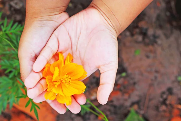 Flor amarela nas mãos das crianças . — Fotografia de Stock