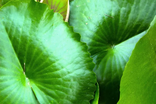 Groene lotus blad in de natuur. — Stockfoto