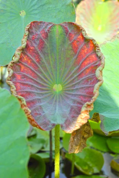 Green lotus leaf in nature. — Stock Photo, Image