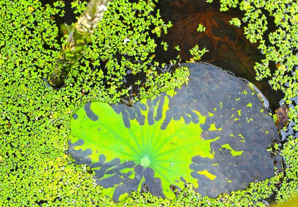 Feuille de lotus vert dans la nature . — Photo