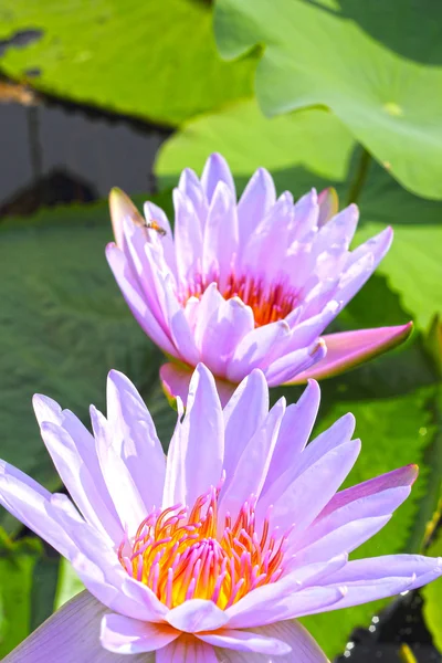 Paarse lotus in de natuur — Stockfoto