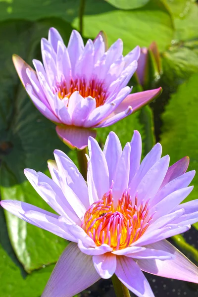 Lila Lotus in der Natur — Stockfoto