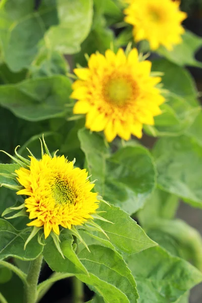 Zářivě žluté slunečnice v přírodě — Stock fotografie