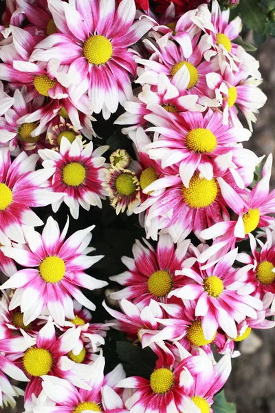 Gerbera çiçekleri Bahçe — Stok fotoğraf