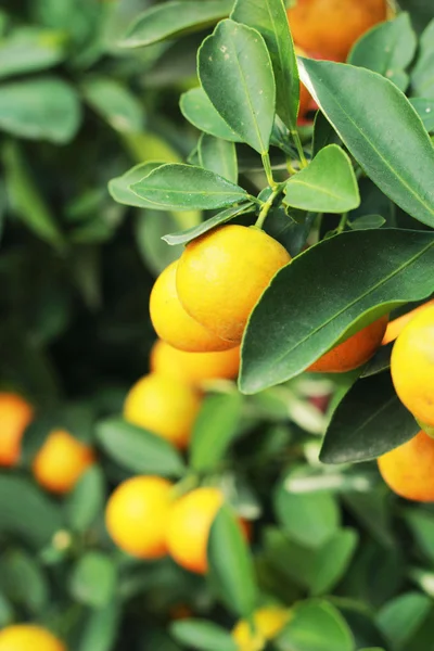 Orange mûre fraîche accrochée à l'arbre — Photo