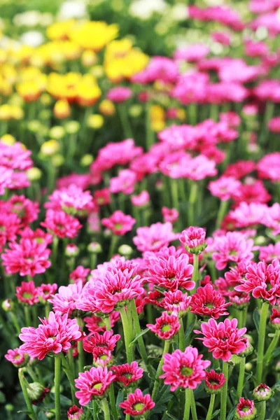 Gerbera fiori in giardino — Foto Stock