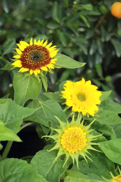 Leuchtend gelbe Sonnenblumen in der Natur — Stockfoto