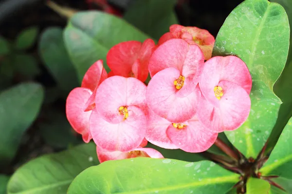 Euphorbia milli květiny - červené květy — Stock fotografie