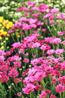 gerbera çiçekleri Bahçe