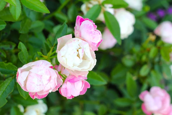 Rose roze bloem in de natuur — Stockfoto