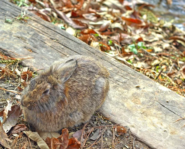 Conejo marrón en la naturaleza — Foto de Stock