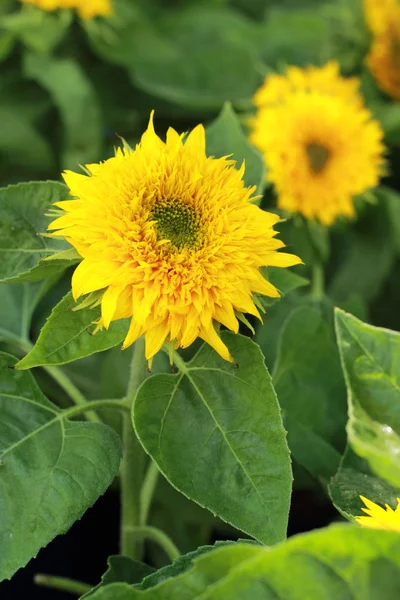 Bright yellow sunflowers in the nature — Stock Photo, Image