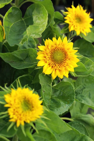 Girasoles de color amarillo brillante en la naturaleza —  Fotos de Stock