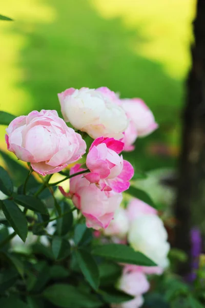 Rose różowy kwiat w naturze — Zdjęcie stockowe