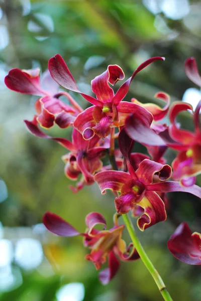 Röd orkidé blomma i naturen — Stockfoto