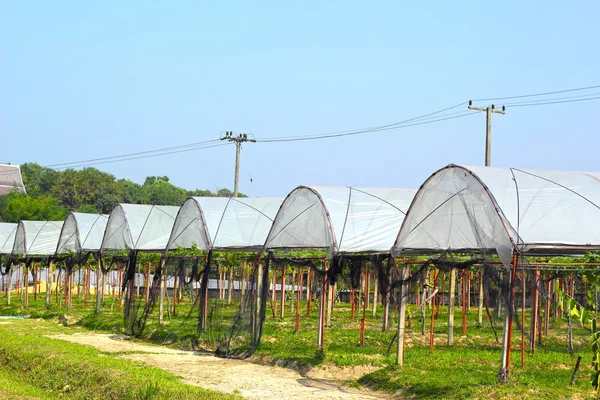 Fruit vines are planted roof. — Stock Photo, Image