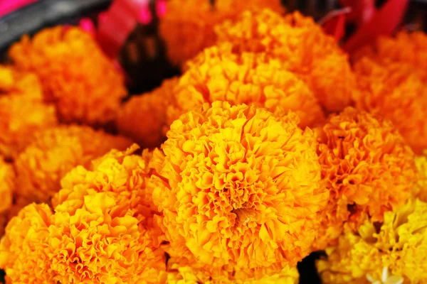 Flor de calêndula no mercado — Fotografia de Stock