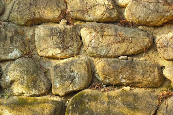 Vignes sur fond de pierre — Photo