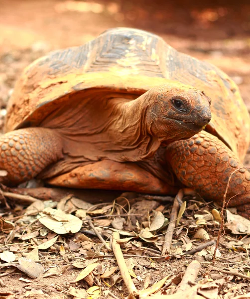自然界中爬行的乌龟 — 图库照片