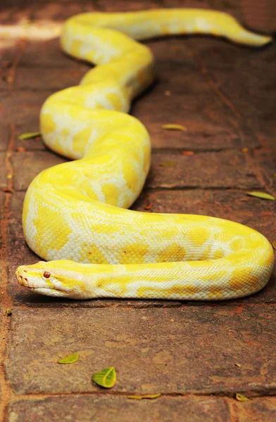 Albino yılan niteliğine — Stok fotoğraf