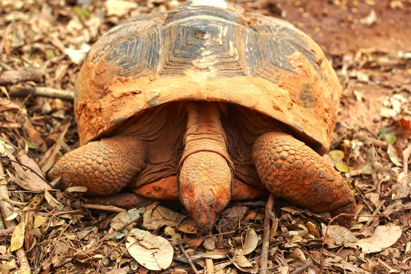 Tortuga gatera en la naturaleza —  Fotos de Stock