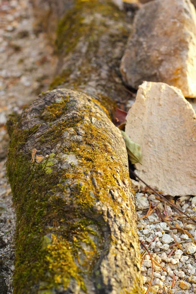 Muschio verde nella natura . — Foto Stock