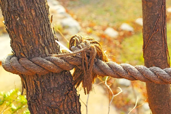 旧绳子绑在树上 — 图库照片