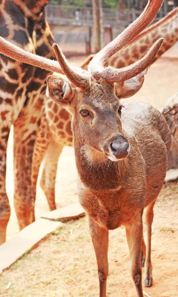 Cerf sika dans la nature — Photo