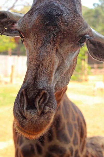 Cabeza de jirafa en la naturaleza —  Fotos de Stock