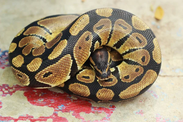 老虎 python 蛇性质 — 图库照片
