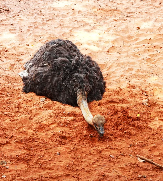 Los huevos de avestruz se sientan en la naturaleza . — Foto de Stock