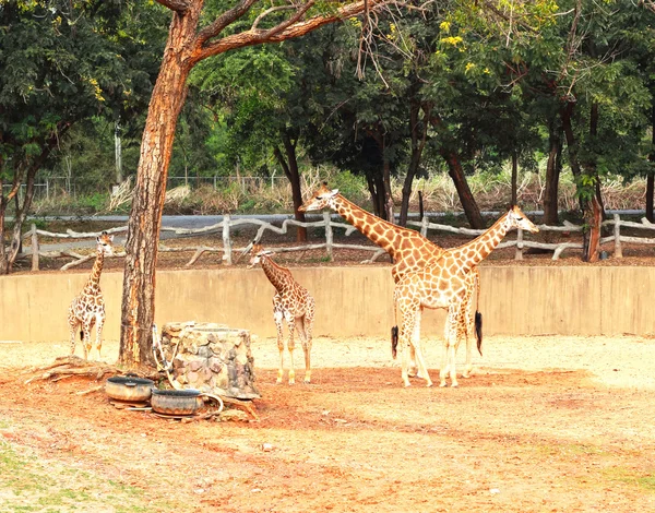 Rebanho de girafas no natural — Fotografia de Stock