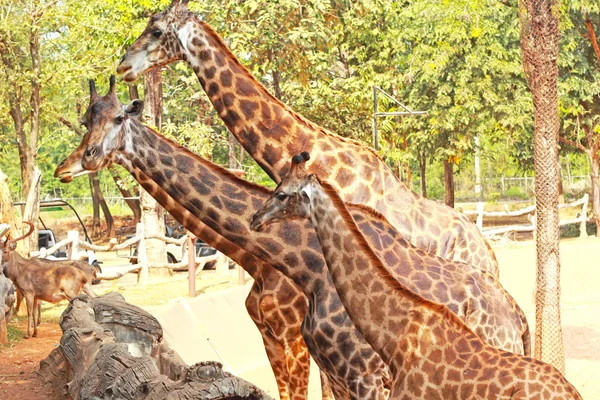 Rebanho de girafas no natural — Fotografia de Stock