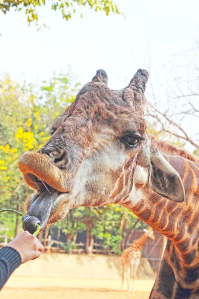 Giraff i en djurpark äta grönsaker. — Stockfoto