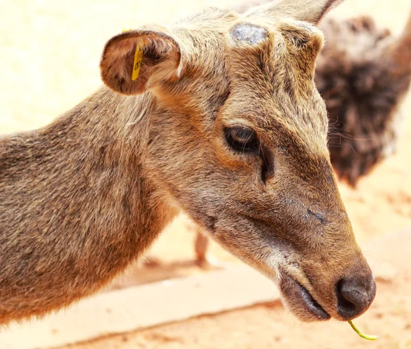 Ciervos sika en la naturaleza — Foto de Stock