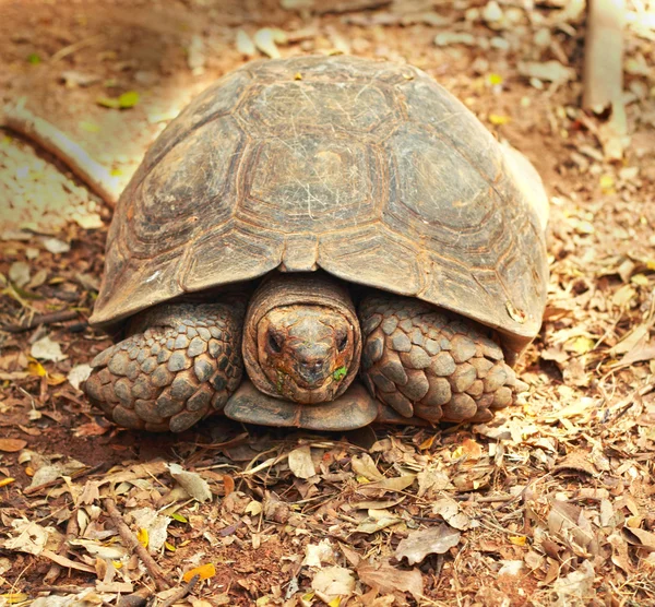 Kruipende schildpad in de natuur — Stockfoto