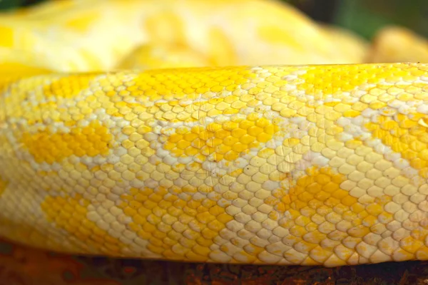 Альбийская змея на природе — стоковое фото