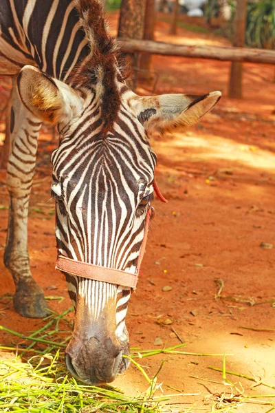 Nahaufnahme des Zebras. — Stockfoto