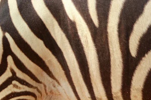 Sfondo zebra nella natura — Foto Stock