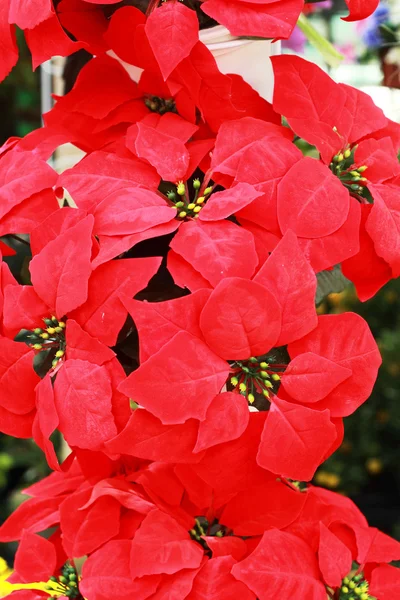 Piękne Choinki sztuczne kwiaty. — Zdjęcie stockowe