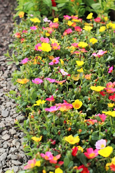 정원에서 다채로운 꽃의 다양 한 — 스톡 사진
