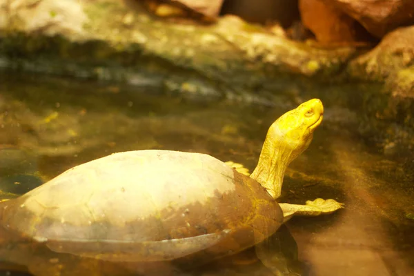 黄色-性质的头颅的寺龟 — 图库照片