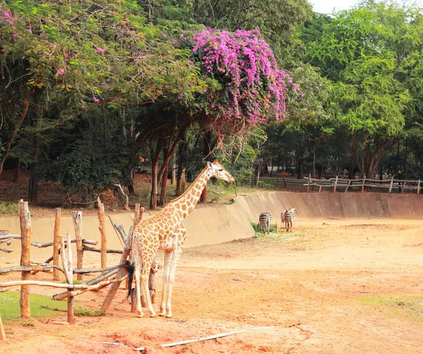 Mandria di giraffe nel naturale — Foto Stock