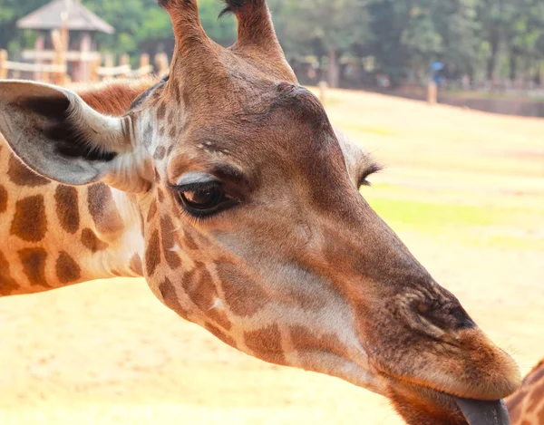 Giraff i en djurpark äta grönsaker. — Stockfoto