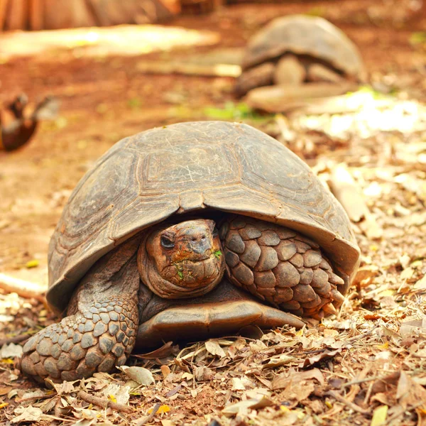 Kruipende schildpad in de natuur — Stockfoto