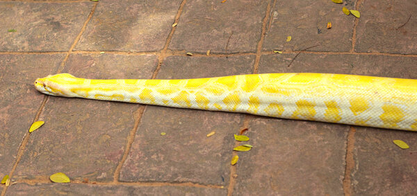 Albino snake on the nature