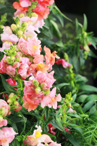 Rosa Blume im Garten — Stockfoto