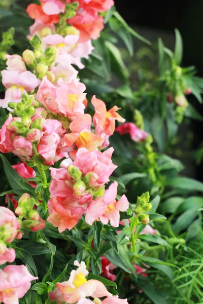 Rosa blomma i trädgården — Stockfoto