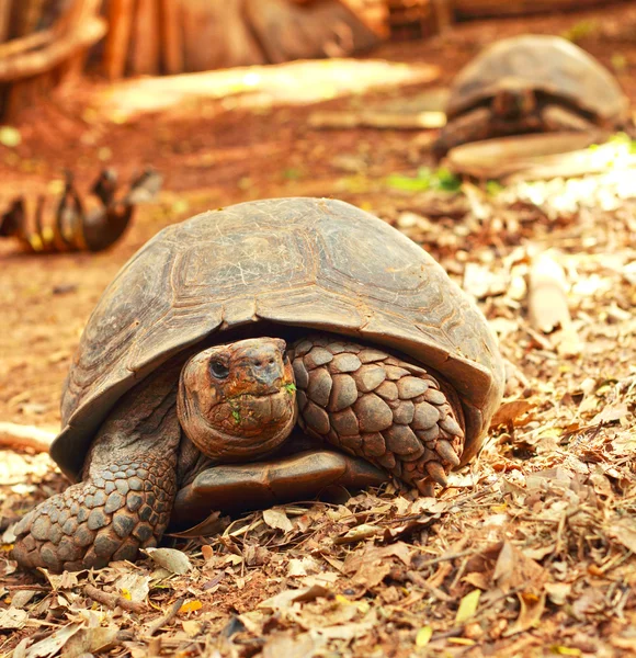 Ползучая черепаха в природе — стоковое фото