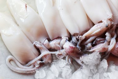 Piyasada taze mürekkep balığı